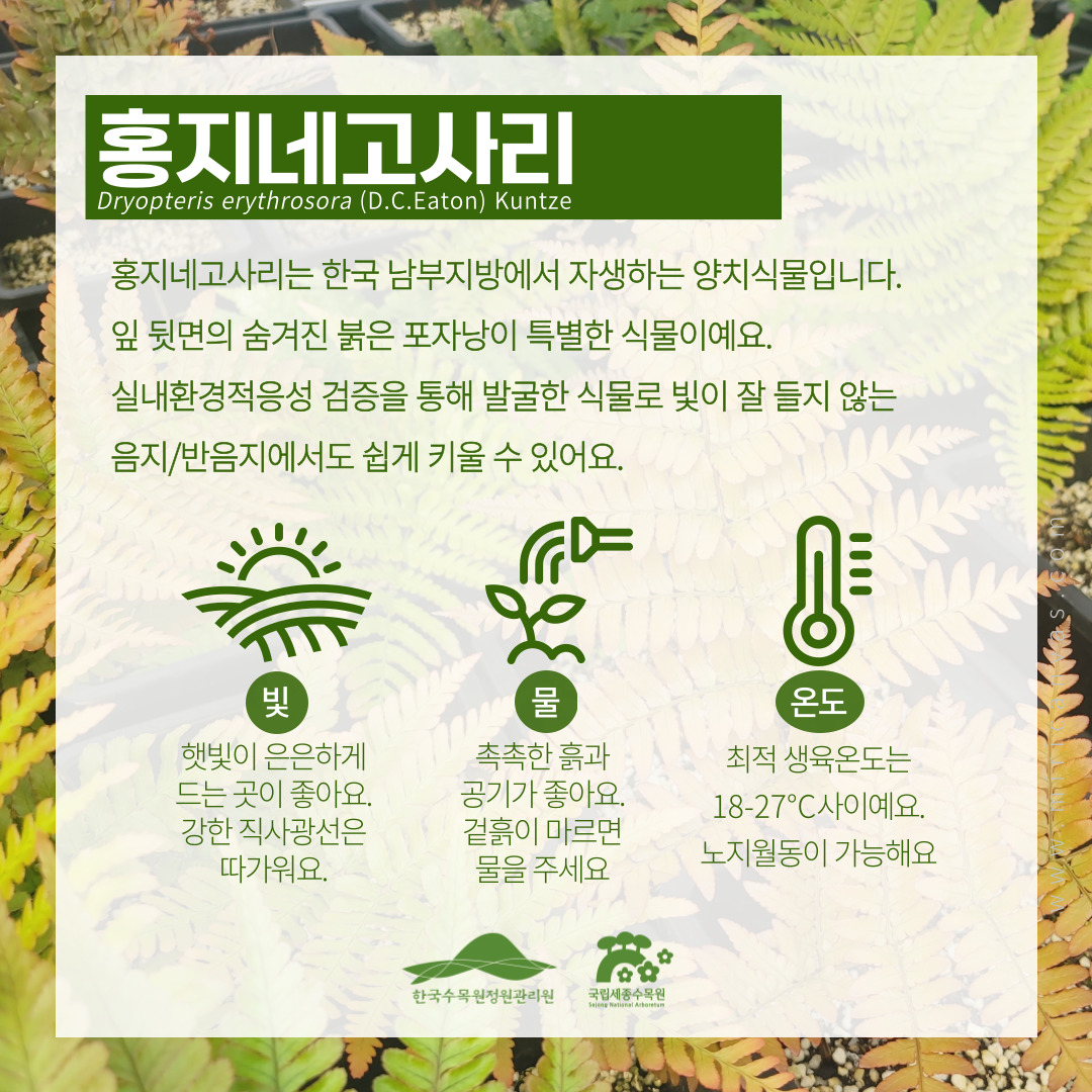 홍지네고사리.jpg
