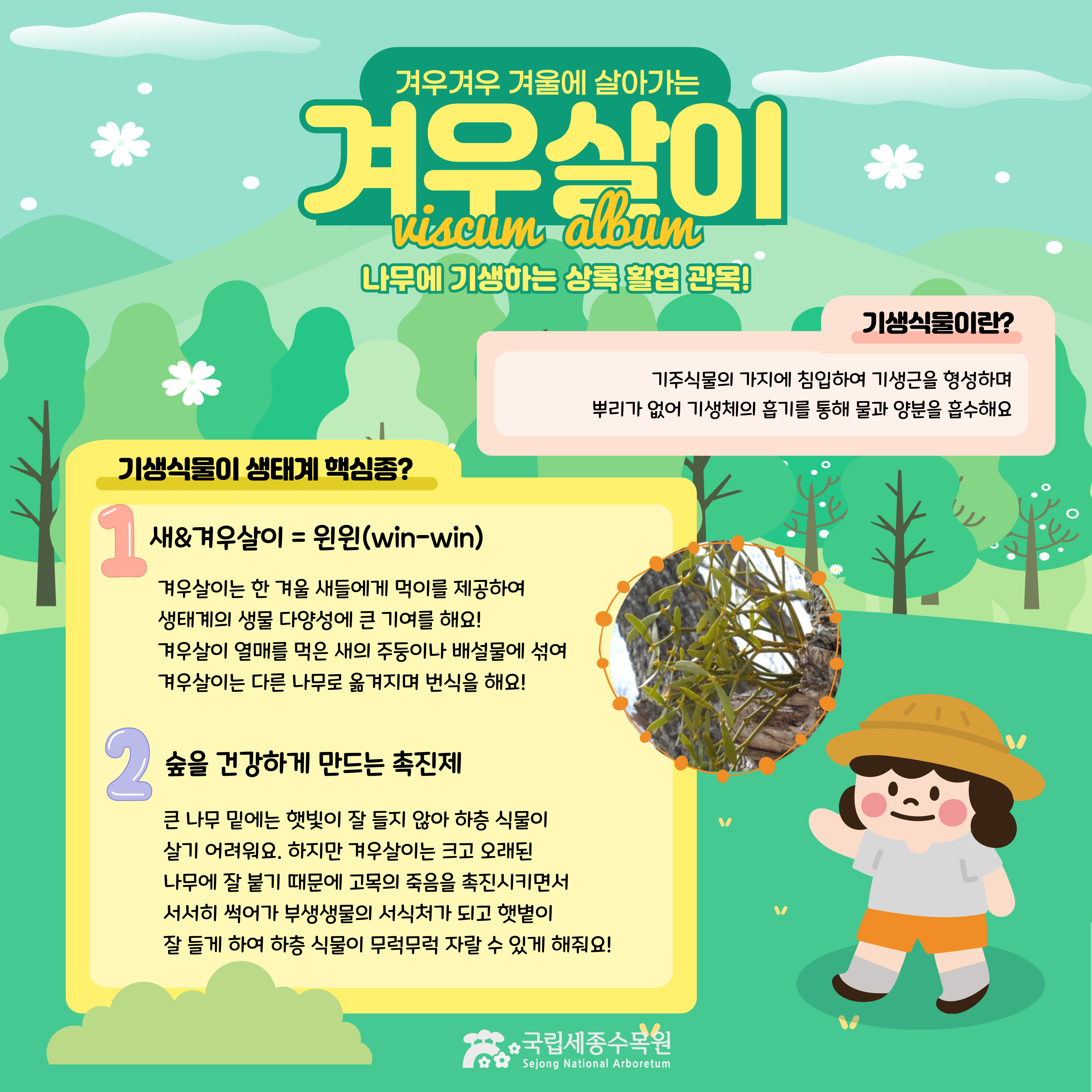 겨우살이-001.jpg