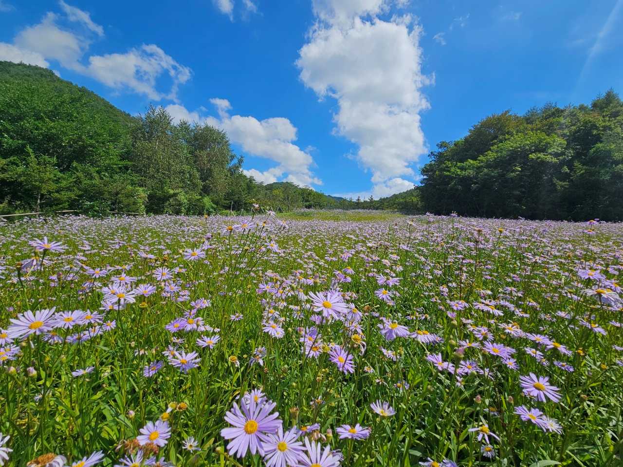 국립한국자생식물원