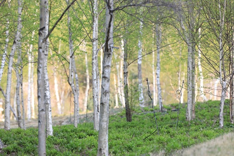 자작나무 (3).JPG